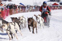 Lenk 2013